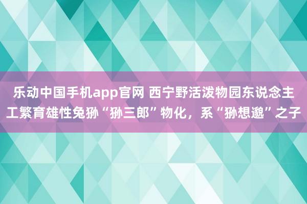 乐动中国手机app官网 西宁野活泼物园东说念主工繁育雄性兔狲“狲三郎”物化，系“狲想邈”之子